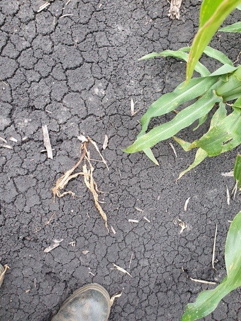 Dead corn plant from Fall Armyworms